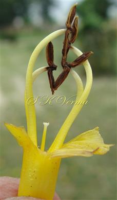  Stamens